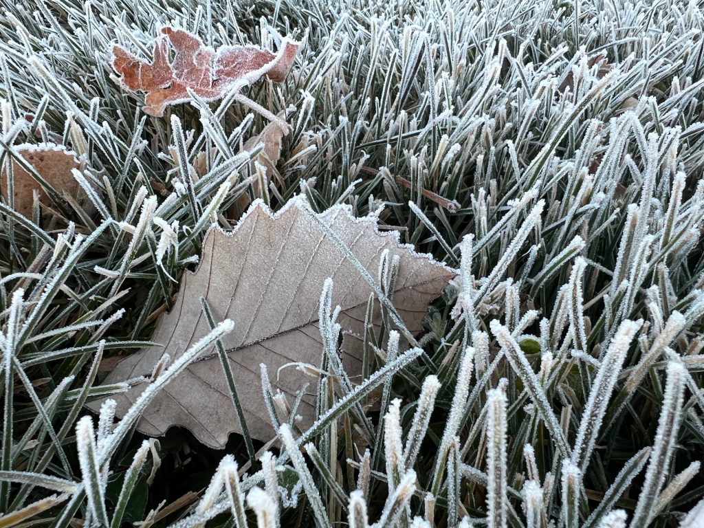 Frost on leaves and grass, Dec. 15, 2023 by @KatValdezWriter